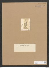 Stauroneis costata O'M. (de-Toni-Nr.: Genus 6, Species 921) Zeichnungen Sammlung Grunow Nr. 1779 (NHMW-BOT-W0368677)